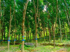 Rubber plantation